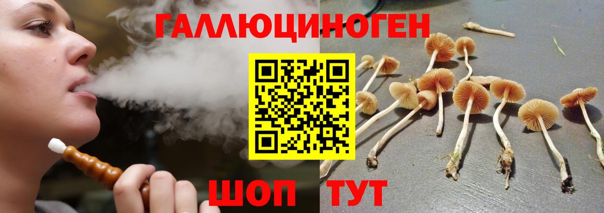 Псилоцибиновые грибы Psilocybe Новошахтинск